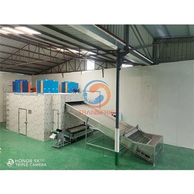 Essiccatore per frutta a nastro